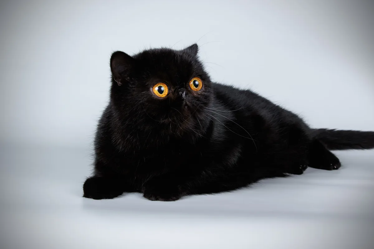Xenomorph cat breed