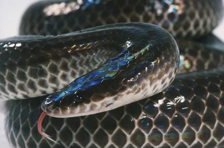 Xenopeltis unicolor