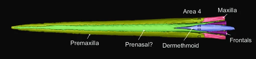 Xiphias gladius