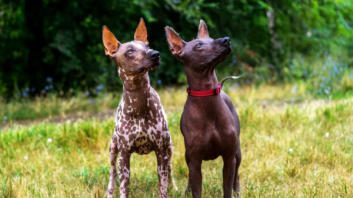 Xoloitzcuintli