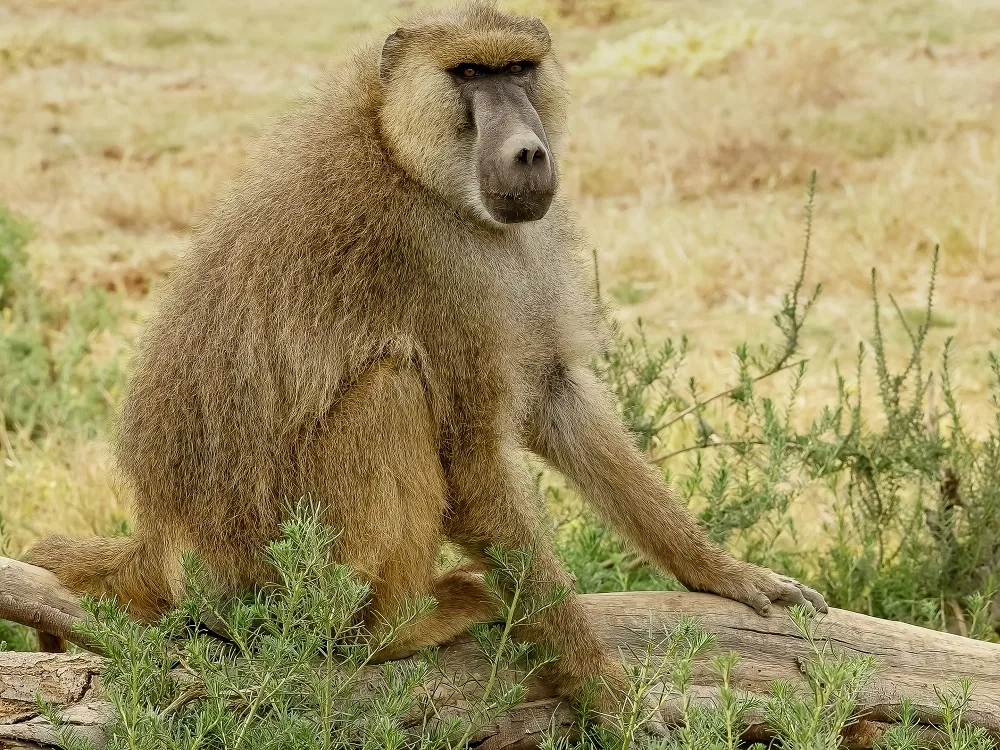 Yellow Baboon
