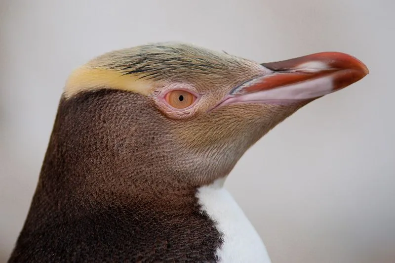 Yellow-eyed Penguin