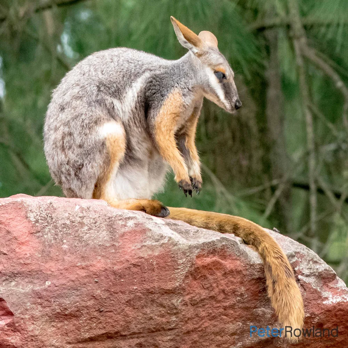 yellow-footed rock-wallaby