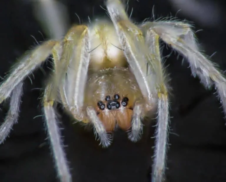 Yellow Sac Spider