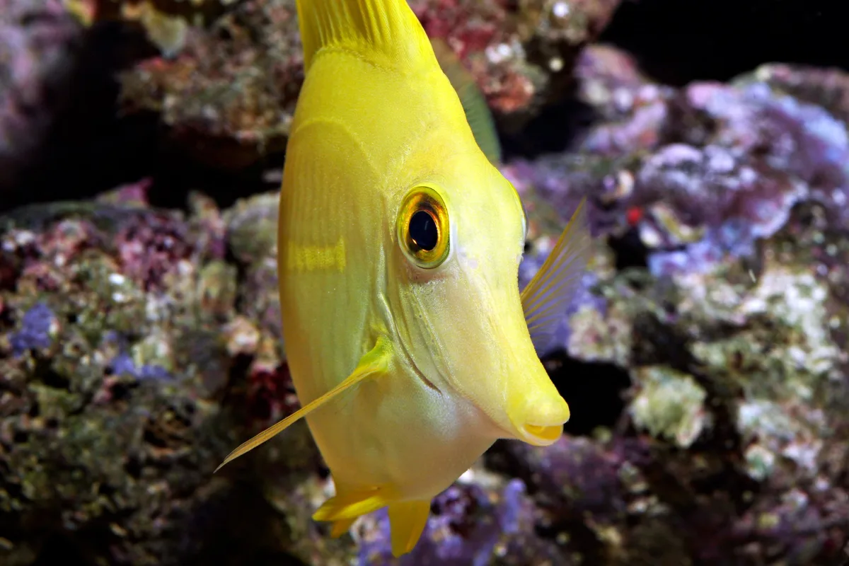 Yellow Tang
