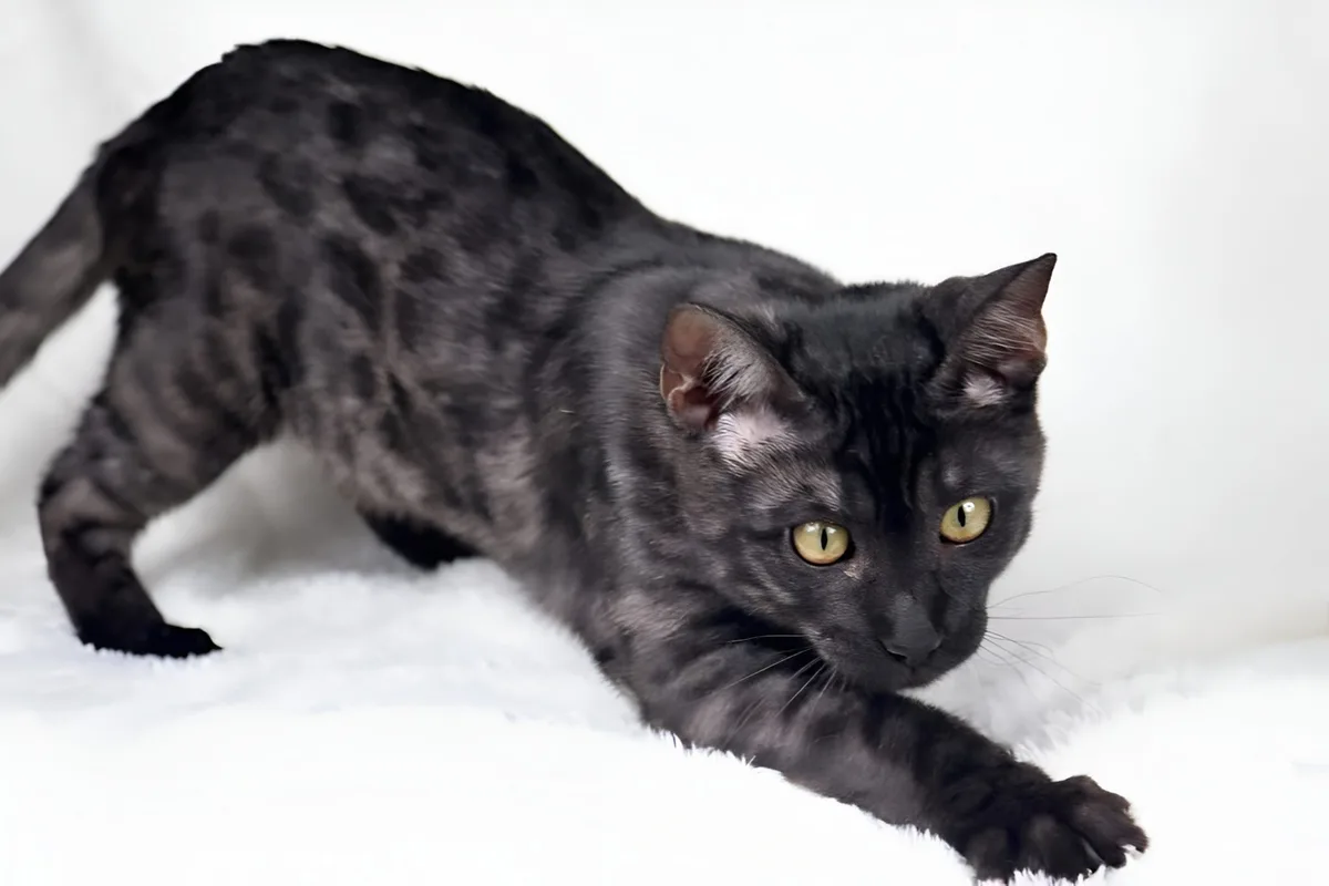Yorkshire Charcoal cat