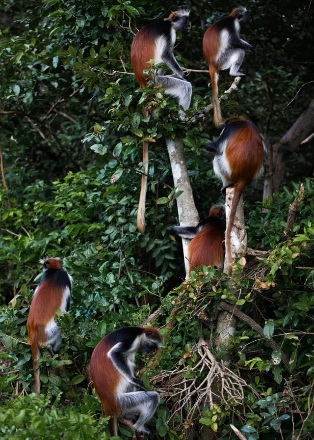Zanzibar Red Colobus