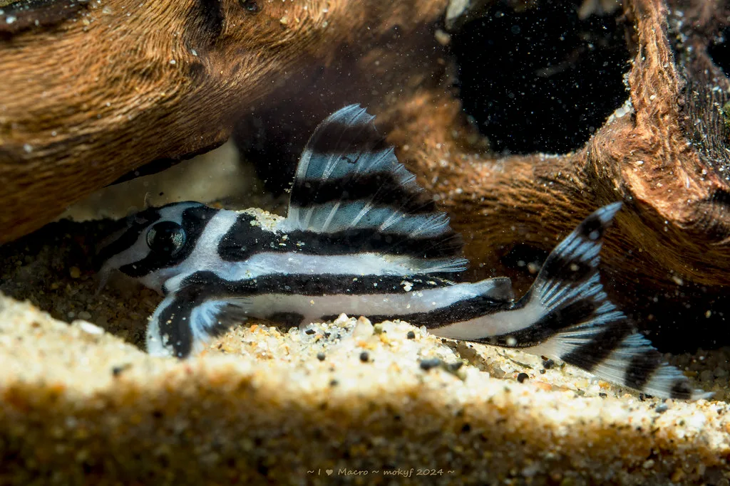 Zebra Pleco L046