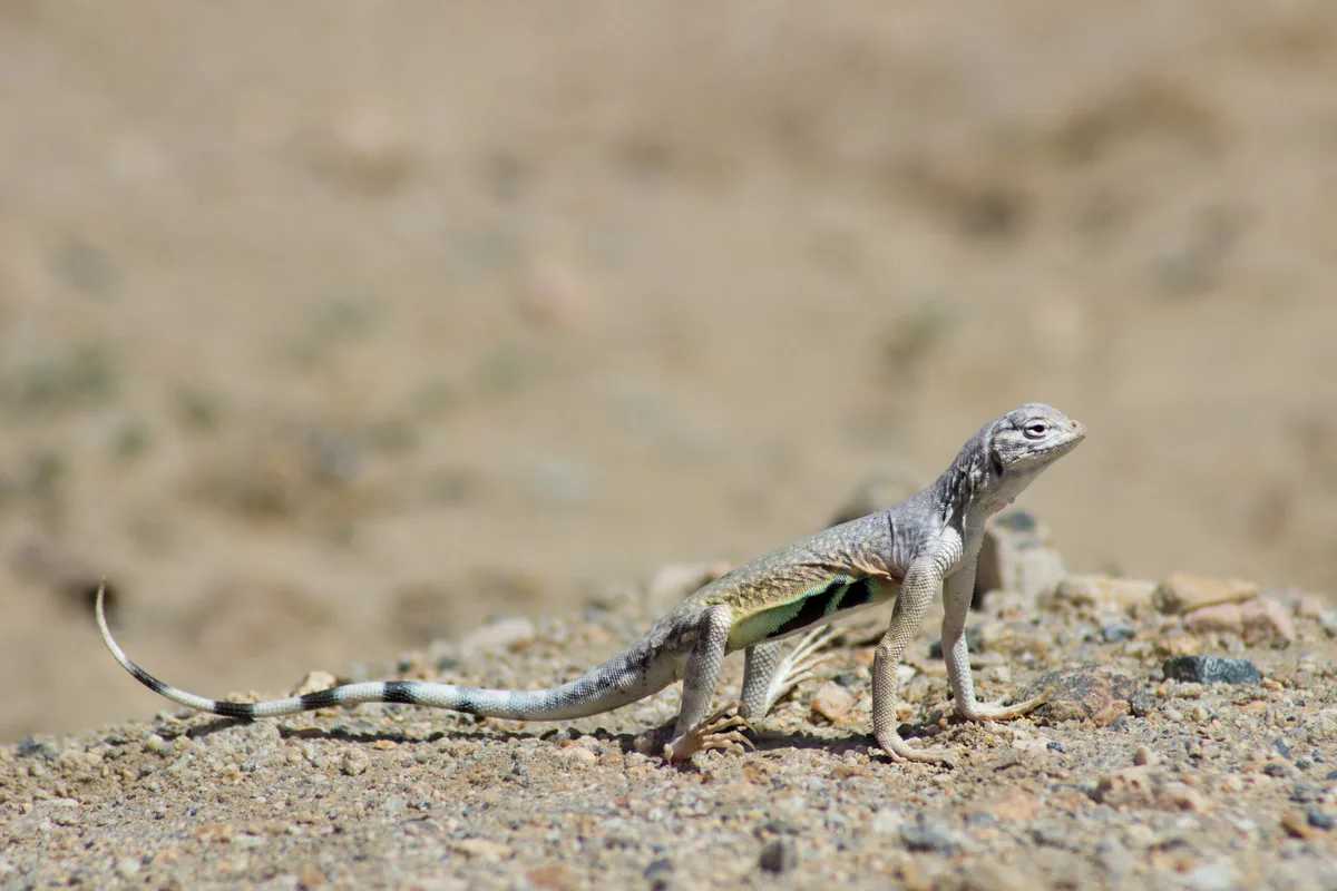 zebra-tailed lizard