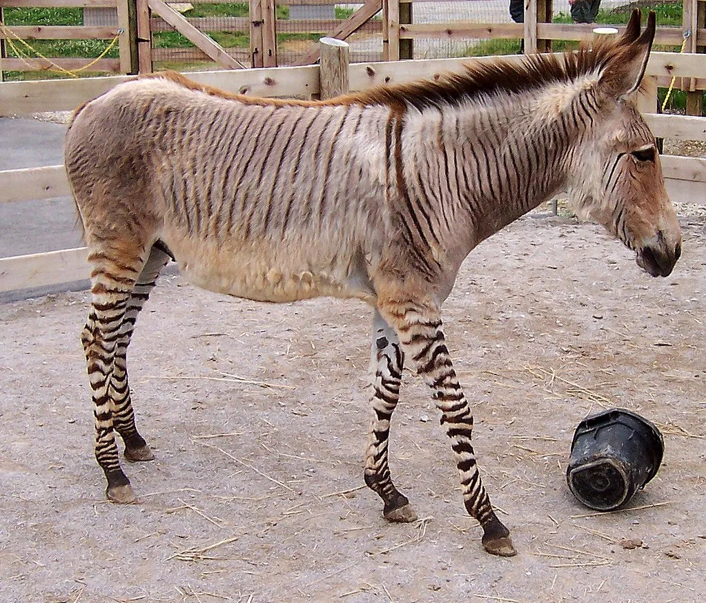 zonkey hybrid