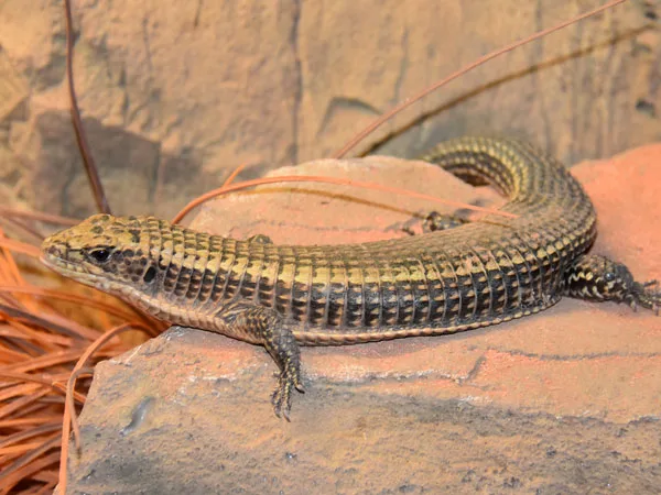 Zonosaurus plated lizard