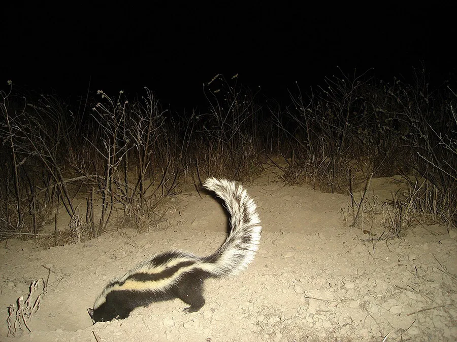 zorilla striped polecat